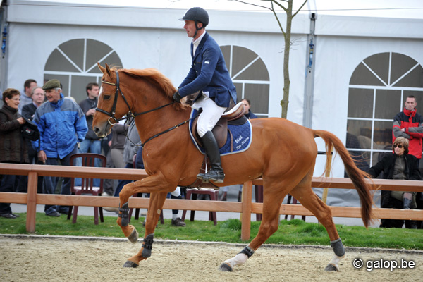 Cyclus jonge paarden Moerzeke (5-7/6/2009)